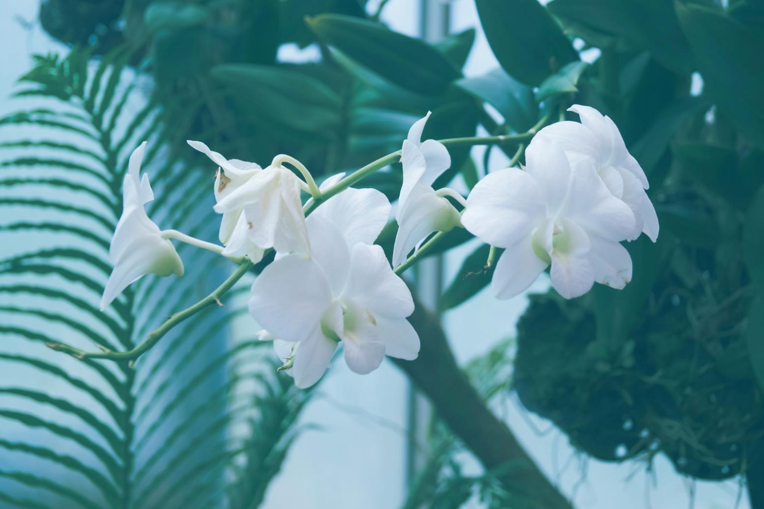 Office Plants Need Constant Care: What Actually Keeps Them Alive